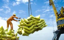 Xuất khẩu gạo sang Trung Quốc có xu hướng giảm, vì đâu?