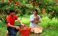 Giá vải thiều cao, doanh nghiệp nỗ lực giữ thị trường xuất khẩu