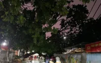 Hà Nội: Mưa kèm gió lớn khiến cột điện, cây cối gãy đổ