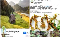 Khởi tố nam thanh niên rao bán sâm Trung Quốc giả sâm Ngọc Linh