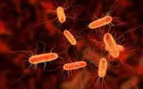 Dịch E.Coli bùng phát tại Anh, 86 người phải nhập viện điều trị