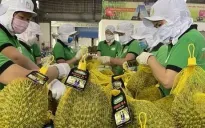 Cơ hội lớn để nông sản Việt “vươn xa”