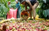 Việt Nam tiếp tục là nguồn cung hồ tiêu lớn nhất tại EU