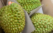 Trung Quốc tăng cường trồng sầu riêng thương mại