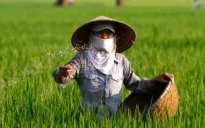 ĐBQH: Cân nhắc việc áp thuế VAT 5% với phân bón