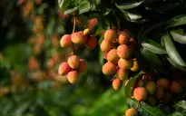 Trung Quốc: Đưa công nghệ tới đồng ruộng