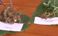 Kon Tum: Tiêu hủy cây sâm Ngọc linh giả