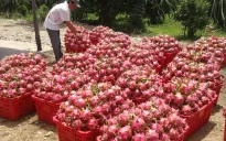 Xuất khẩu rau quả dự kiến vượt 7 tỷ USD