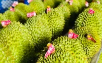 Malaysia xuất khẩu sầu riêng tươi sang Trung Quốc: Thách thức với khâu hậu cần