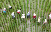 Nông dân Thượng Hải (Trung Quốc) thực hiện phòng chống lũ lụt