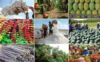 Xuất khẩu rau quả hướng tới kỷ lục mới