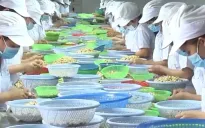 Doanh nghiệp xuất khẩu điều “đứng ngồi không yên” vì thiếu nguyên liệu