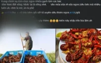 Tràn lan tôm hùm đất rao bán online