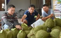"Vua" trái cây dẫn đầu kim ngạch trong nhóm rau quả xuất khẩu