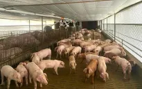 Nguồn cung lương thực, thực phẩm dồi dào