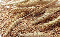 Sản lượng ngũ cốc năm 2024 dự kiến cao kỷ lục