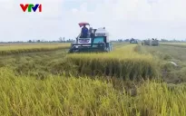 Thu hoạch vụ lúa giảm phát thải đầu tiên