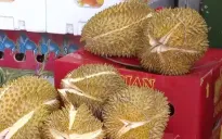 Thị trường sầu riêng cạnh tranh khốc liệt