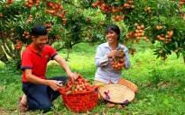 Chế biến sâu giúp gia tăng giá trị quả vải