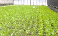 Nhật Bản ứng dụng rộng rãi đất từ núi lửa trong nông nghiệp