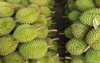 Mục tiêu 3,5 tỷ USD của sầu riêng