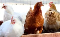 Mỹ có thêm 3 người nghi nhiễm cúm gia cầm