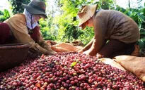 Trung Quốc tăng nhập khẩu cà phê từ Việt Nam