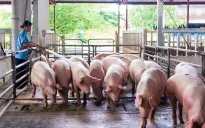 Đảm bảo nguồn cung thịt lợn nửa cuối năm
