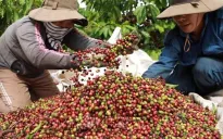 Giá cà phê lập đỉnh lịch sử mới