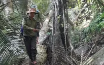 Tập trung điều tra làm rõ vụ phá rừng gỗ quý hiếm