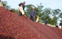 10 thị trường xuất khẩu cà phê của Việt Nam có kim ngạch trên 100 triệu USD