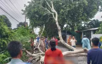 Cây phượng đổ đè trúng người đi xe máy