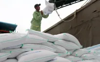 Xuất khẩu gạo dự báo khởi sắc cuối năm