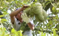 Sầu riêng được giá nhưng nhiều nhà vườn không có để bán