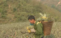 Chuyên canh cây Dứa - Sinh kế mới của đồng bào vùng cao Mường Chà