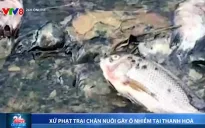 Trang trại lợn ở Thanh Hóa bị xử phạt 120 triệu đồng vì gây ô nhiễm môi trường