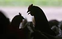 Thêm 2 ca bệnh mắc cúm gia cầm H5N1 tại Mỹ