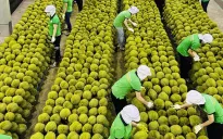 Xuất khẩu rau quả Việt Nam có thể vượt 7 tỷ USD