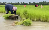 Thái Lan kêu gọi doanh nghiệp hỗ trợ nông dân