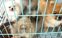 Bắt giữ hai đối tượng trộm đàn chó đắt tiền tại Bình Dương