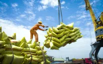 Xuất khẩu gạo đạt trên 4,8 triệu tấn