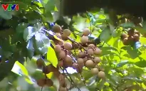 Thức giấc ở vườn nhãn hữu cơ tại Hưng Yên