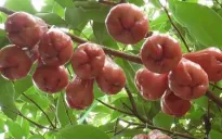 Ngắm vườn mận chín trĩu quả ở Đồng Tháp