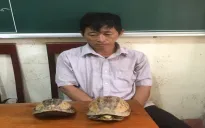 Khởi tố đối tượng mua bán cá thể rùa quý, hiếm