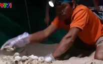 Cộng đồng chung tay bảo vệ rùa biển