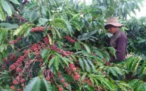 Phát triển vùng nguyên liệu nông, lâm sản đạt tiêu chuẩn xuất khẩu