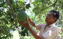 Quả bưởi tươi Việt Nam chính thức được phép xuất khẩu sang Hàn Quốc