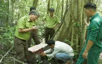 Bình Thuận: Thả 2 cá thể tê tê Java về lại môi trường tự nhiên
