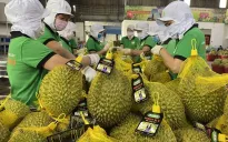 Trái cây Việt rộng cửa vào thị trường Đông Bắc Á