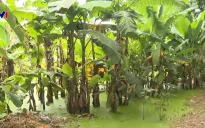 Nhiều diện tích canh tác bị ngập úng do tiêu thoát kém